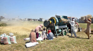 Farmers busy in threshing wheat crop in their field in outskirt of Federal Capital