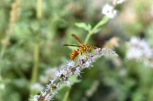 A honey bee getting nectar from the seasonal flower.