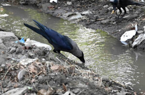 A crow drinking water to crunch thirst during hot day in the Provincial Capital.