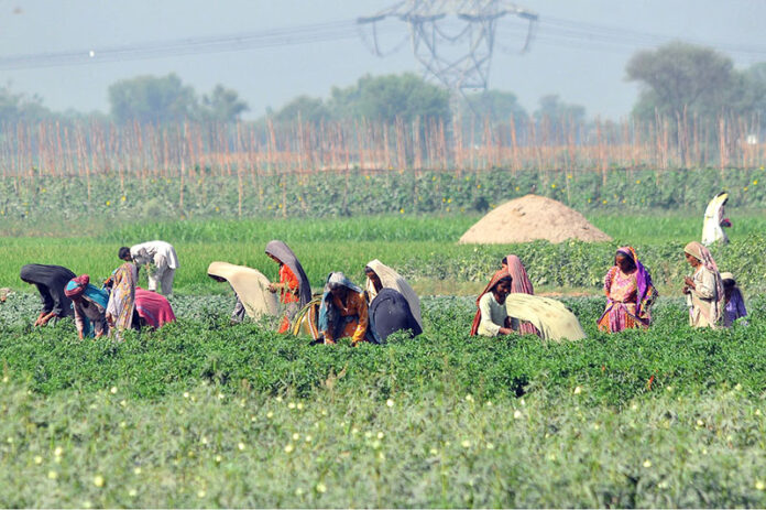 Women farmers plucking okra vegetables in the field