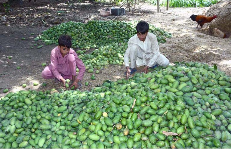 Farmers meticulously sort prime raw mangoes freshly plucked from ...