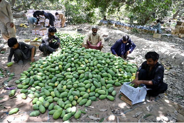 Farmers busy in plucking mangoes from tree in field area near Tando Jam ...