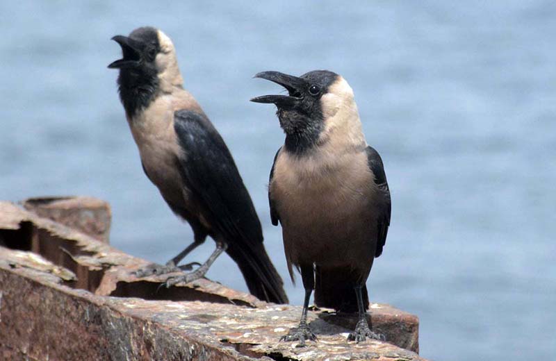 Thirsty crows braving the heatwave in search of water.