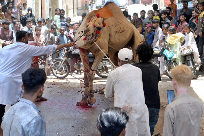 Butchers slaughtering camel to sacrifice on the 2nd day of Eid Ul Adha at Latifabad