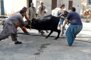 Butchers slaughtering camel to sacrifice on the 2nd day of Eid Ul Adha at Latifabad