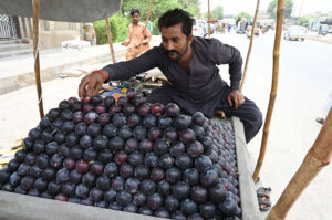 A handcart vendor displaying seasonal fruit damson to attract the customer at jail road