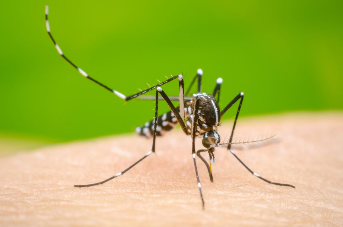 DC reviews measure against dengue