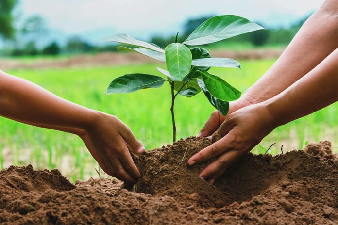 Tree plantation