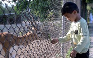 A child feeds an Antelope through the fence along the Faisal Avenue in the federal capital.