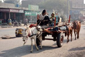 Gypsy family traveling on a donkey cart heading towards their destination