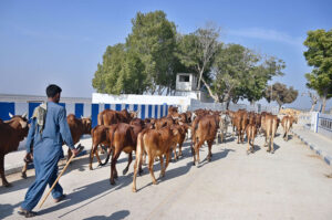 Shepherds guide a herd of cows toward the field for grazing.