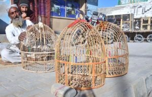 An elderly man skillfully crafts partridge cages for bird lovers at Spiny Road in the city