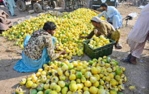 Labourers busy in filling baskets with melons at Latifabad.