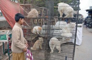 A vendor displaying variety of cats to attract customers at Birds' Market.