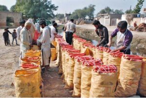 Farmers washing and packing carrots in bags to supply to vegetable market.