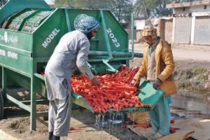 Farmers washing and packing carrots in bags to supply to vegetable market.