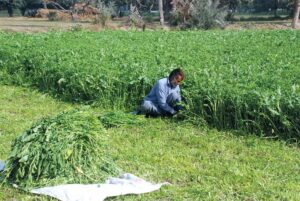 A farmer busy cutting fresh grass to feed his animals in the field.