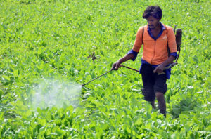 A farmer sprays insecticide over his crops without protective gear, risking health while ensuring a good yield.