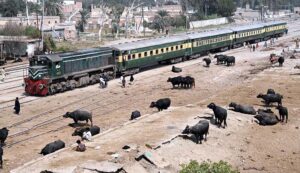 Herd of buffalos walking on the rail tracks near Railway Station, may cause any mishap and needs the attention of concerned authorities