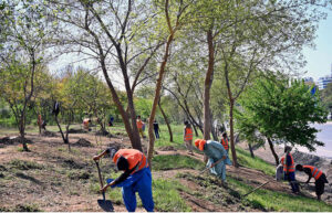 CDA workers are busy cleaning the roadside greenbelt in the Federal Capital.