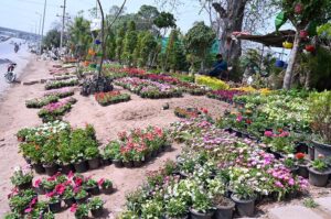 A vendor display and sells Colorful flower plants on the roadside nursery to attract costumers near Chak Shahzad in the Federal Capital