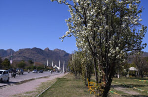 A beautiful view of flowers blooming on trees along the green belt at Faisal Avenue, marking the arrival of the spring season in the Federal Capital.