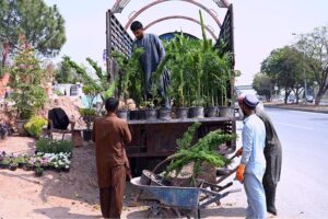 A vendor display and sells Colorful flower plants on the roadside nursery to attract costumers near Chak Shahzad in the Federal Capital