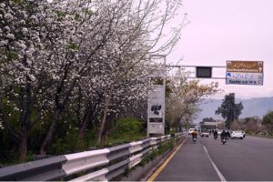 A beautiful view of flowers blooming on trees along expressway marking the arrival of the spring season in the Federal Capital