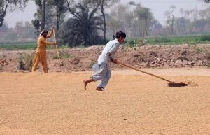 Labourers are busy spreading rice in the field for drying purpose.