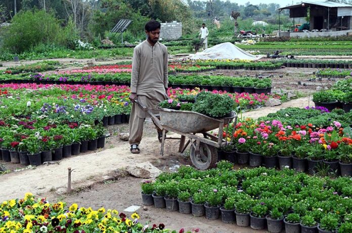 Worker busy his routine work in the local nursery at H-9 in the Federal Capital