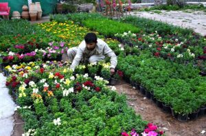 Worker busy his routine work in the local nursery at H-9 in the Federal Capital