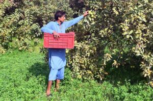 A farmer is busy plucking seasonal fruit Guava at his farm.