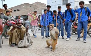 A juggler with his pet monkey showing tricks to earn for livelihood at Zulfiqar Bagh Road.