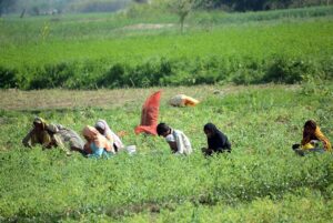 Farmer family busy in their routine work in a field.