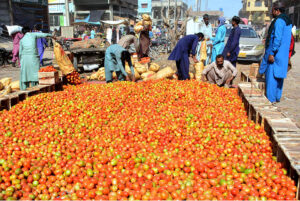 Laborers diligently store and pack fresh tomatoes at Subzi Mandi to meet market demand during the holy month of Ramadan