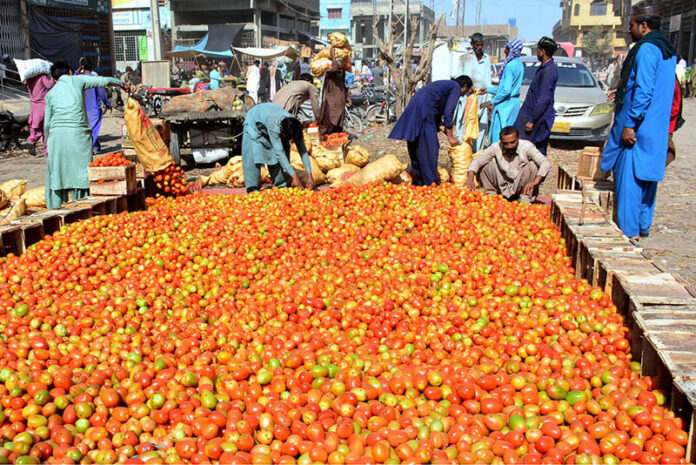 Laborers diligently store and pack fresh tomatoes at Subzi Mandi to meet market demand during the holy month of Ramadan