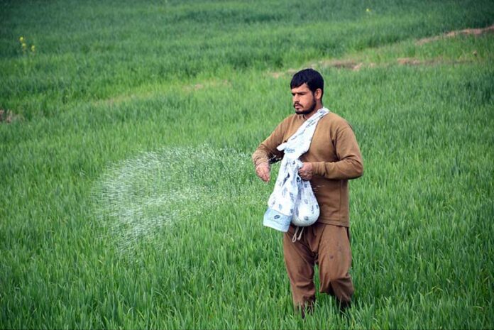 A farmer spreading fertilizer in a field