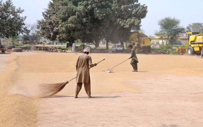 Labourers are spreading rice in the field for drying purposes