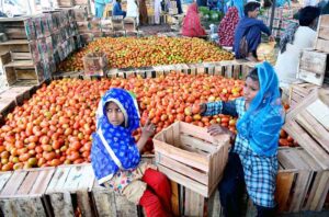 Labourers busy in packing the tomatoes in the wooden boxes at Sabzi Mandi.