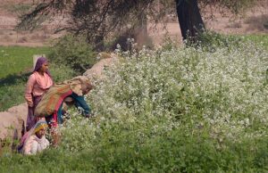 Farmer women are busy collecting vegetable (Moongre) in the field