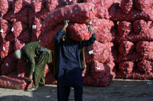 Laborers are busy unloading sacks of potatoes and Onions from delivery Vehicles at Vegetable market.