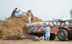 Labourers are unloading husks from the tractor trolly