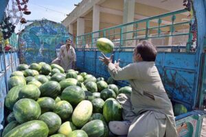 Labourers busy unloading watermelon on the loading truck at fruit Market.