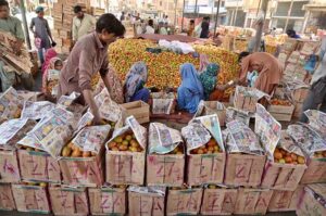 Labourer busy packing the tomatoes on the wooden boxes at Vegetable Market.