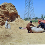 Labourers are busy making bundles of wheat husk to deliver to the market.