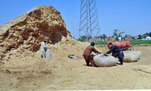 Labourers are busy making bundles of wheat husk to deliver to the market.