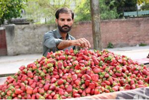 A vendor arranging and displaying strawberry to attract the customers ...