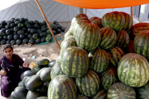 Vendor arranging and displaying Watermelons to attract the customer at his setup during the Islamic fasting month of Ramadan ul-Mubarak in the City