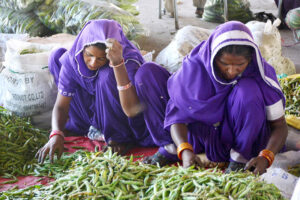 Women workers sorting good quality peas at Subzi Mandi in connection with International Women’s Day