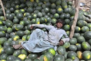 A vendor sitting on his watermelons waiting for customers at fruit Mandi road.
